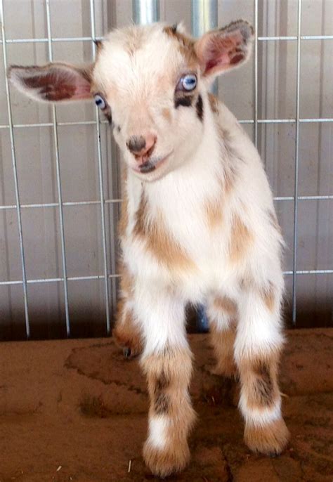 Tan coloured one about 3 years old female. . Pygmy goats for sale near me